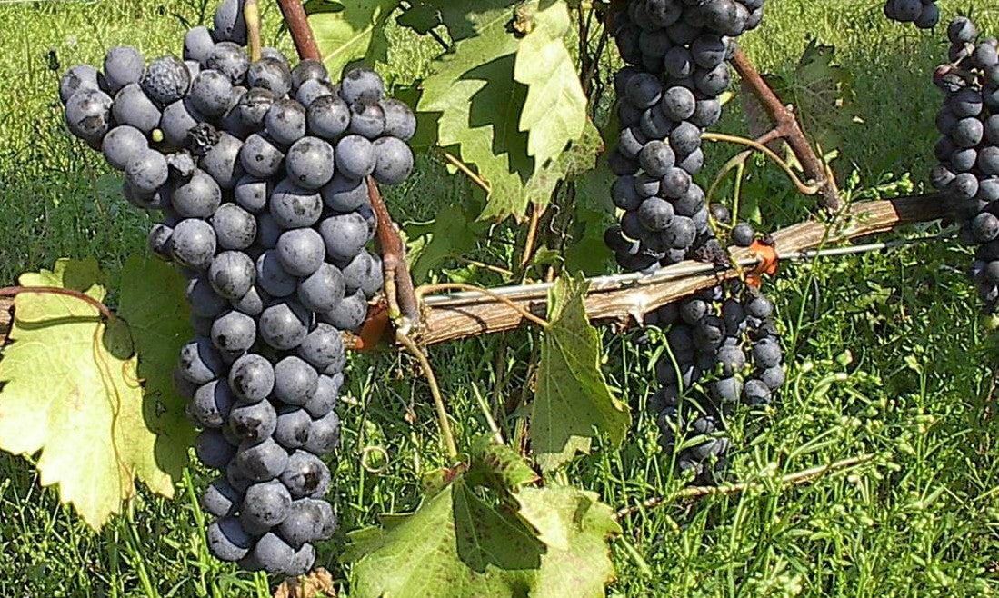The Agiorgitiko Variety