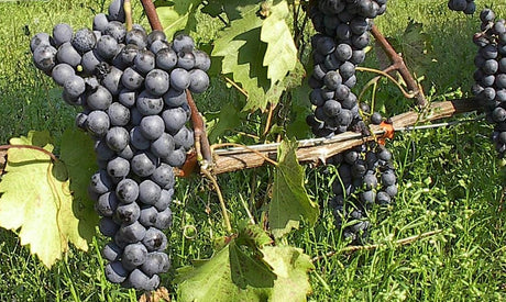 The Agiorgitiko Variety