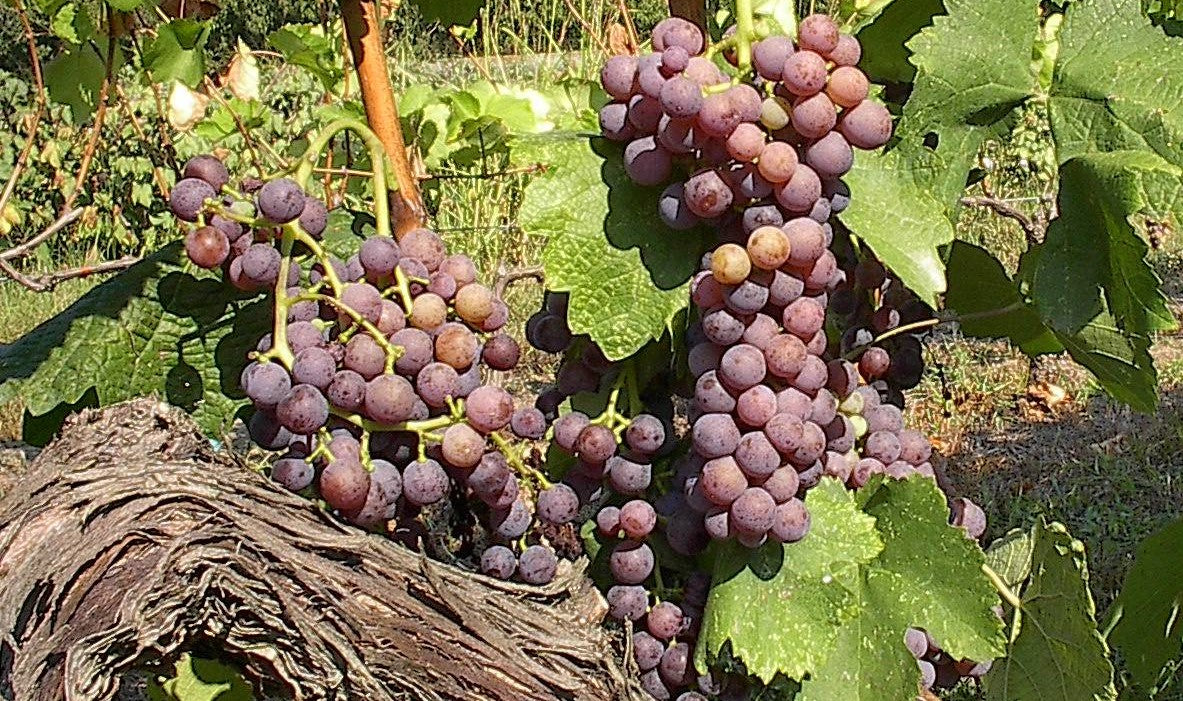 Moschofilero Variety
