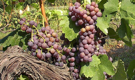 Moschofilero Variety