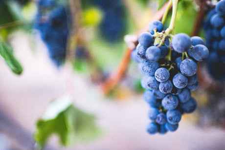 Variety Carignan