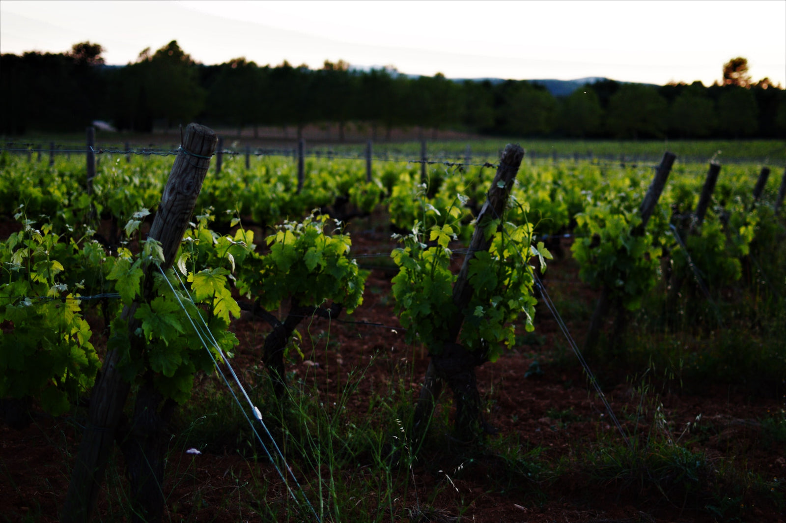 PDO Malvasia Paros