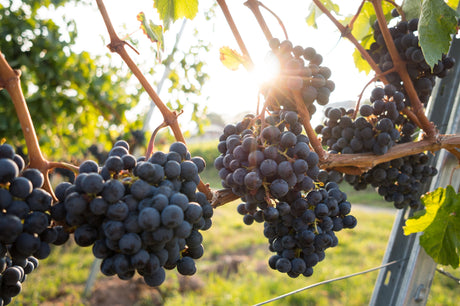 Variety Cabernet Sauvignon