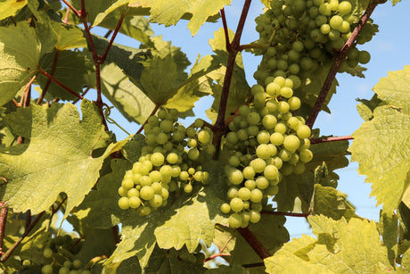 Monemvasia Variety