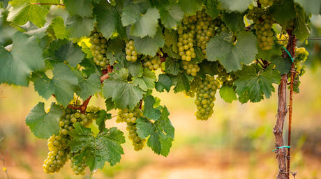 Moscato Alexandria Variety