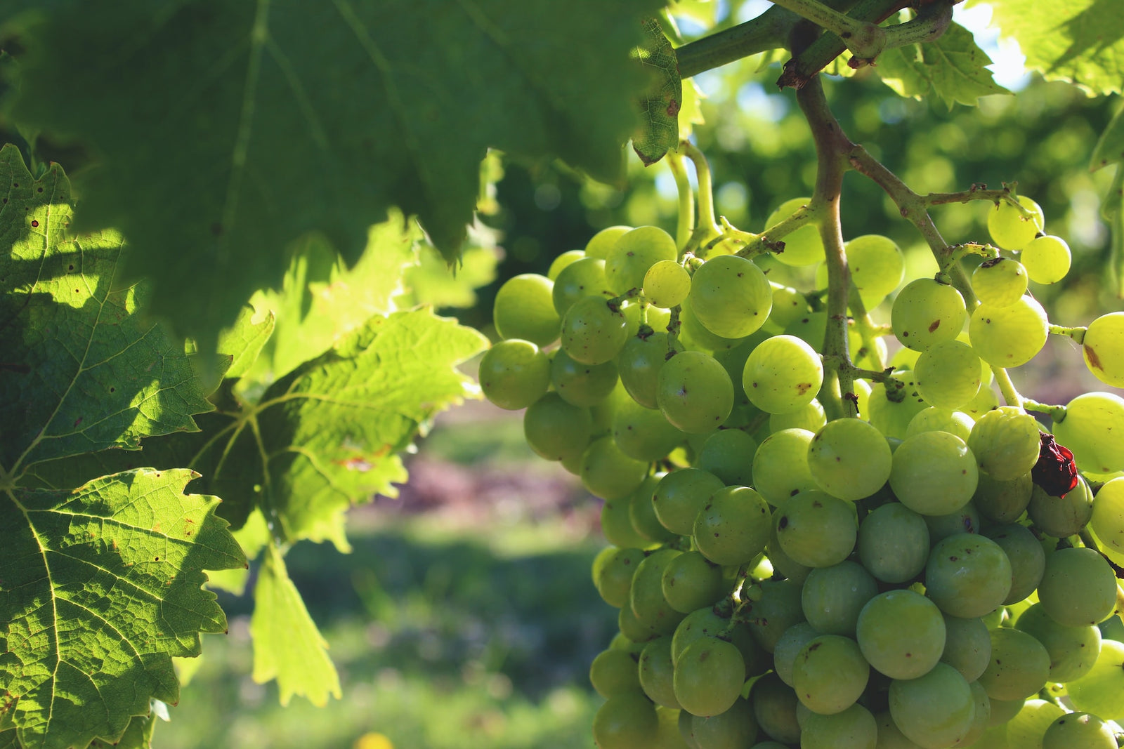 Vidiano Variety
