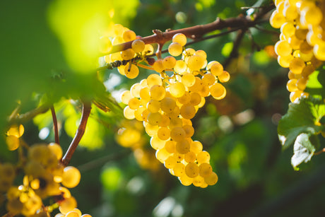 Assyrtiko Variety