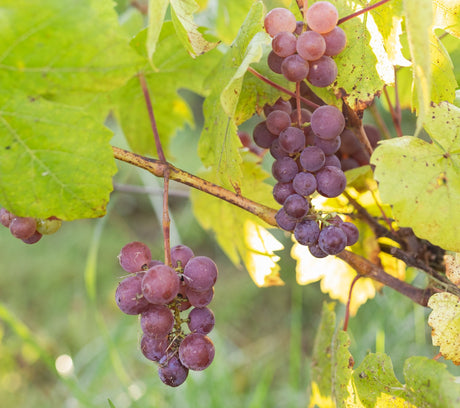 Roditis Variety