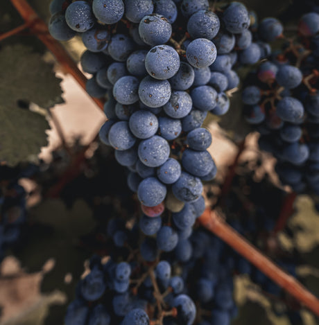 Variety Cabernet Franc