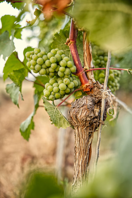 PDO Malvasia Chania - Candia