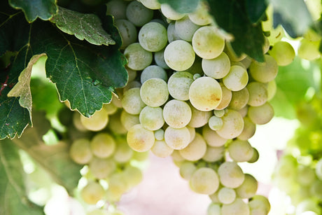 Moscato Bianco Variety