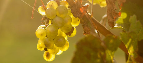 Variety Malvasia Aromatica