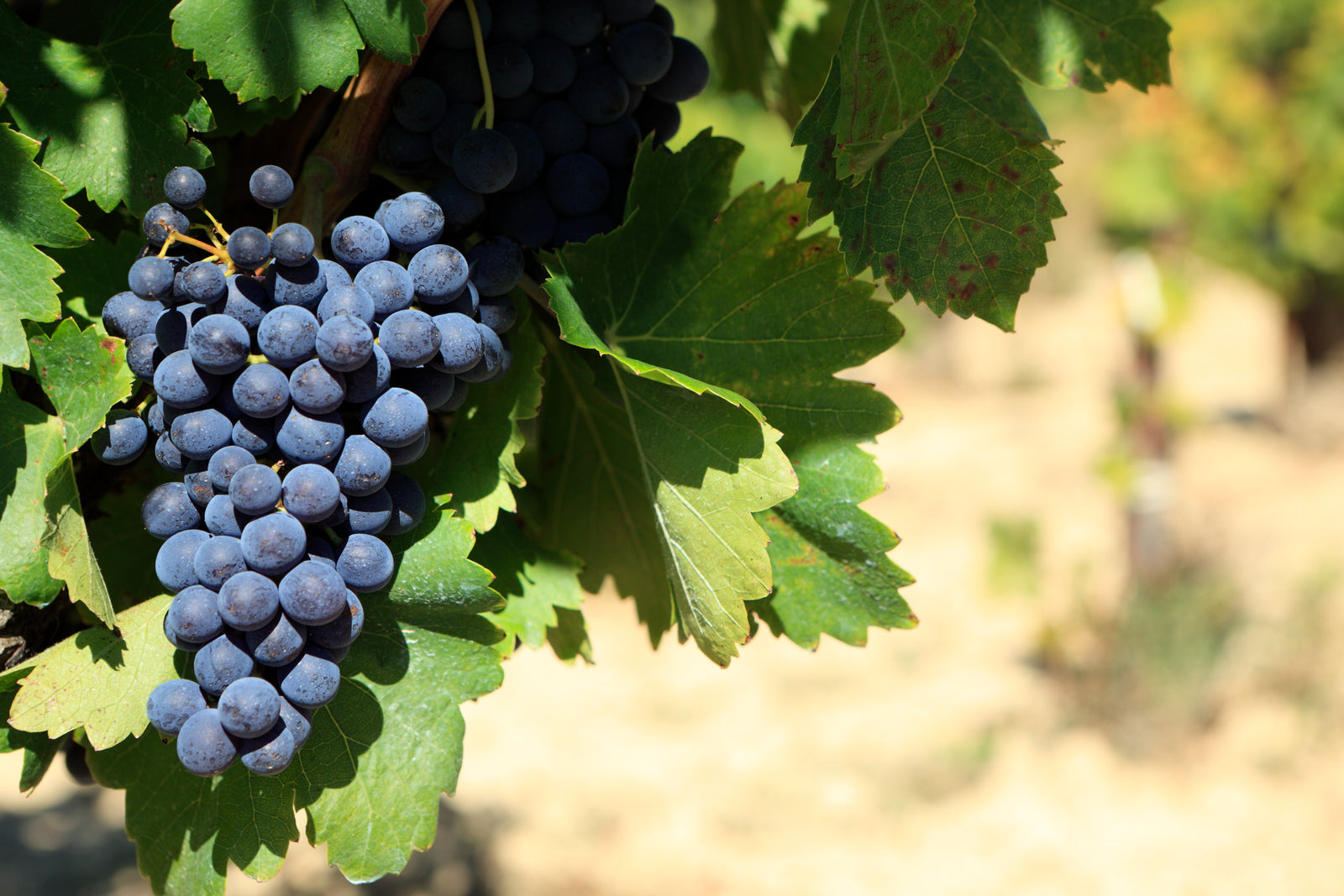 Tannat Variety