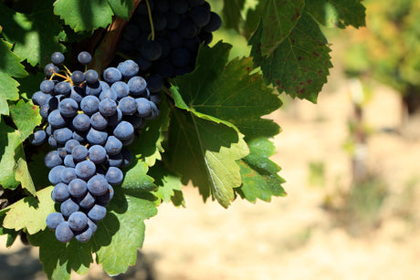 Tannat Variety