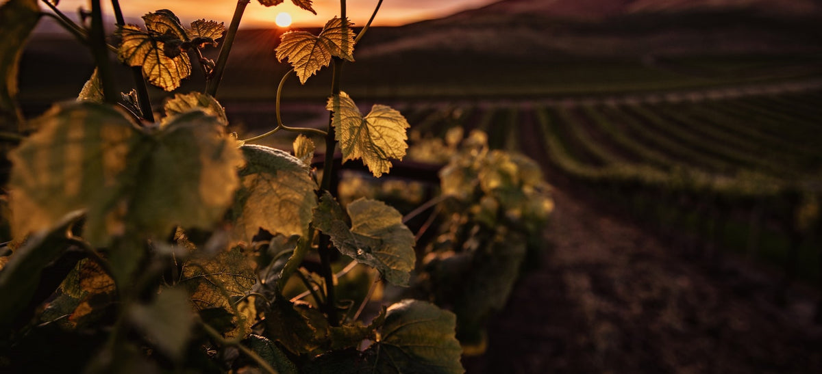 PDO Malvasia – Sitia's