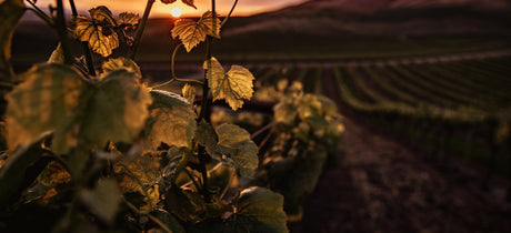 PDO Malvasia – Sitia's