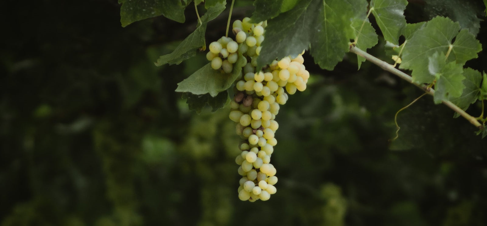 Malagouzia Variety