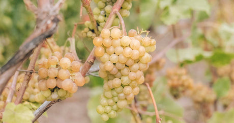 Savvatiano Variety
