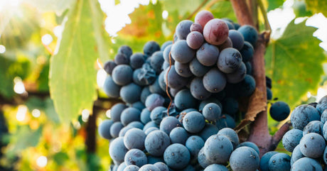 Syrah Variety