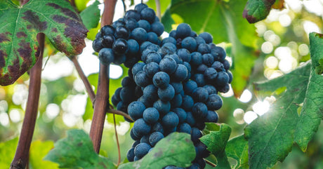Variety of Mavrodaphne