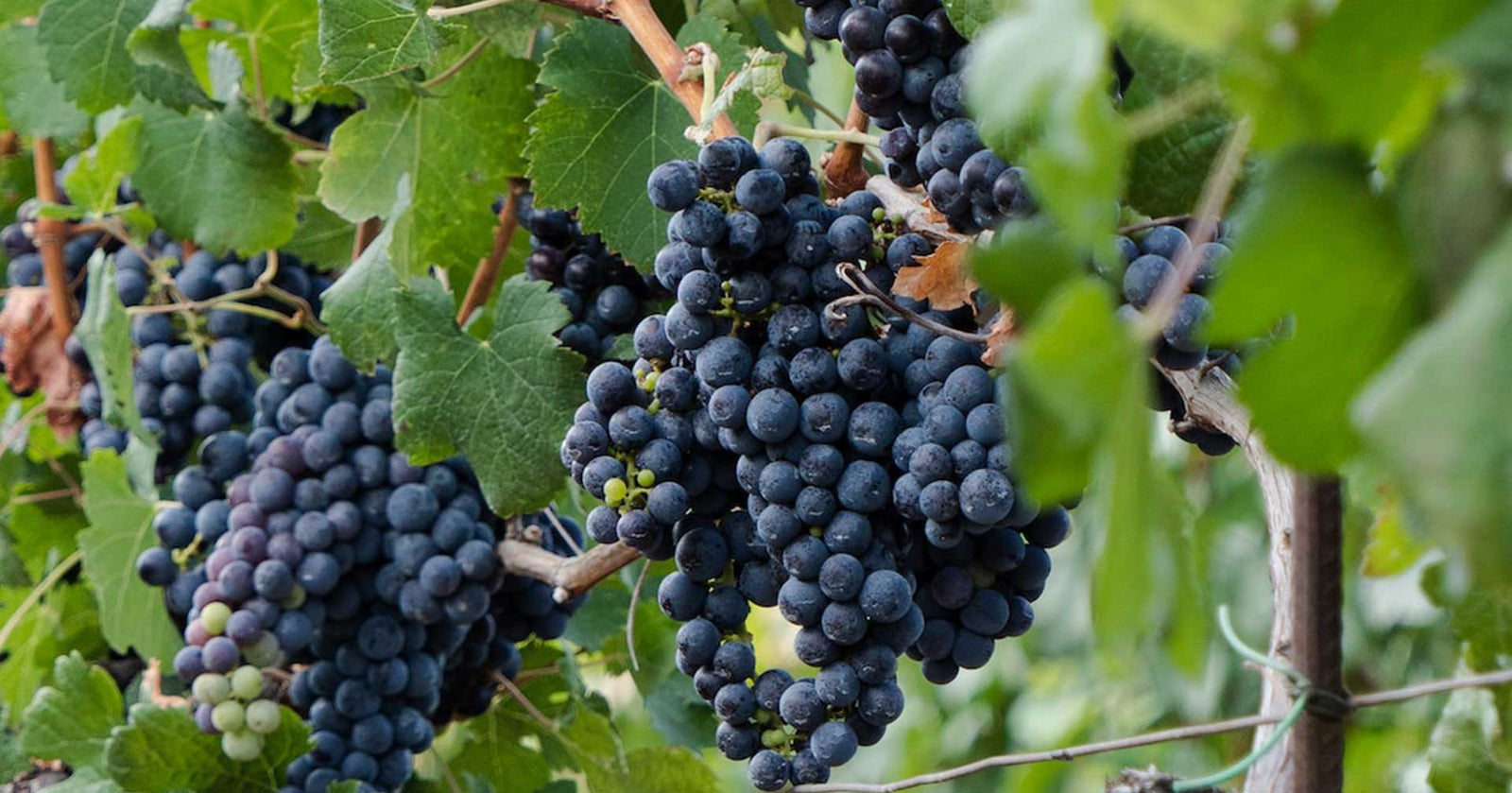 Mandilaria Variety