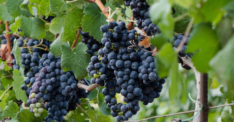 Mandilaria Variety