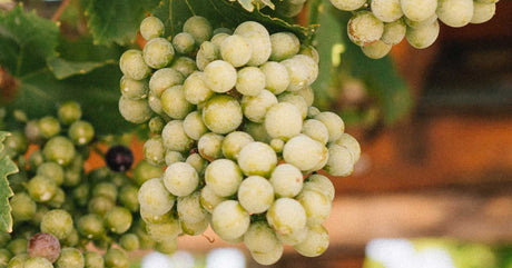 Aidani Variety