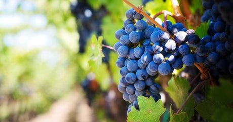 Variety Liatico