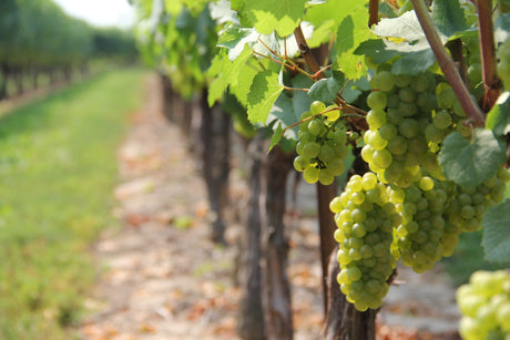PDO Muscat of Rhodes